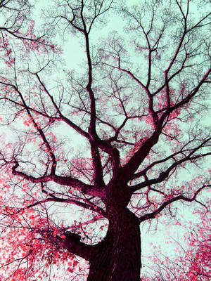 cherry blossom by Sarrrahhh