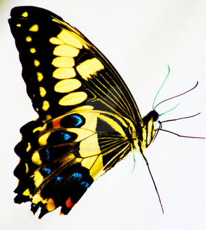 Yellow butterfly