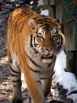 Siberian tiger 2