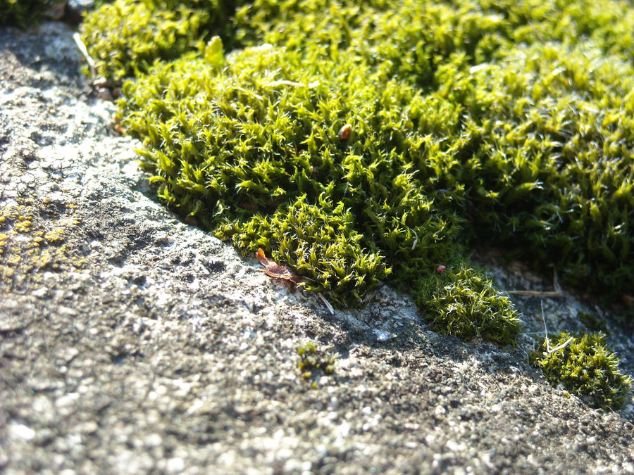 moss