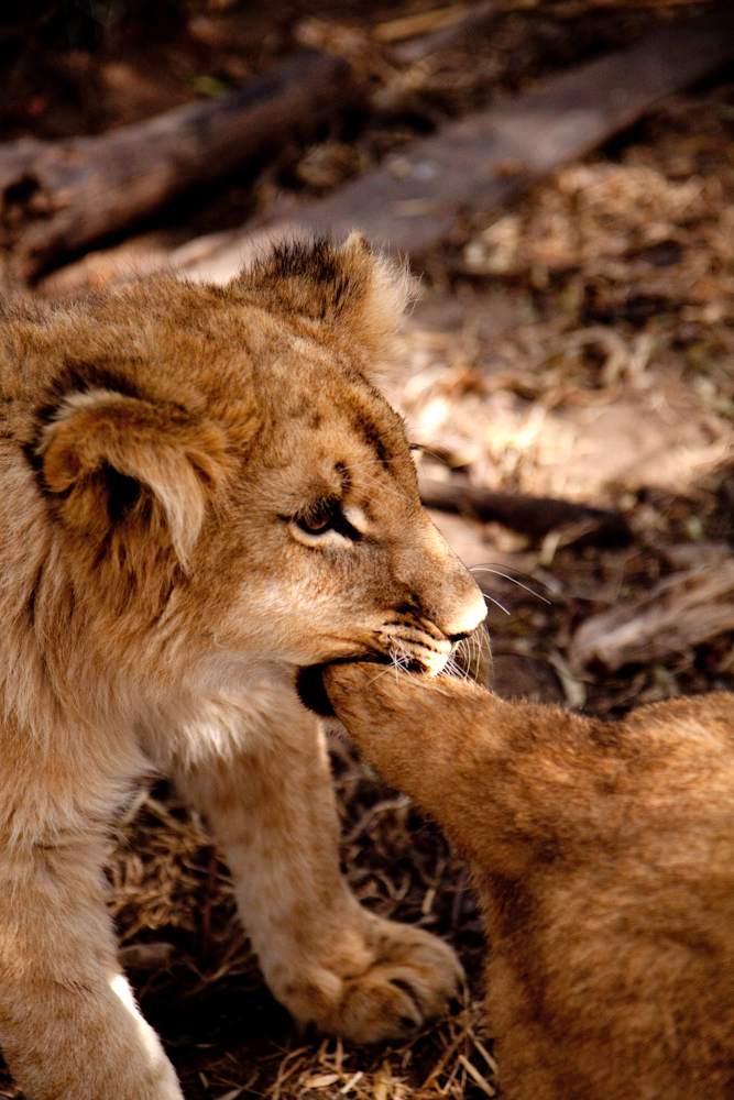 Lion Cub Tug-of-War