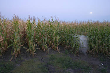 corn field