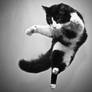 my flying cat