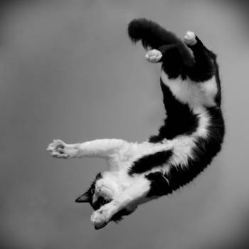 my flying cat 2 by o-a-c