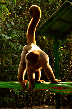 Amazon Monkey