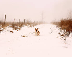 Nanook on the farm