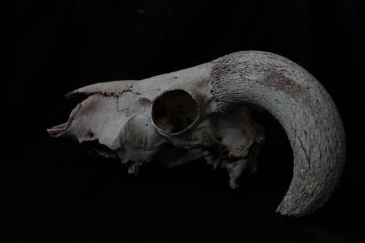 Ram Skull