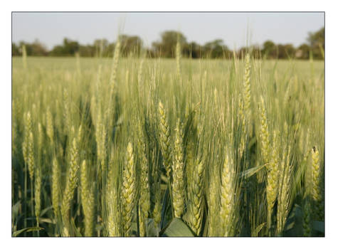 corn field