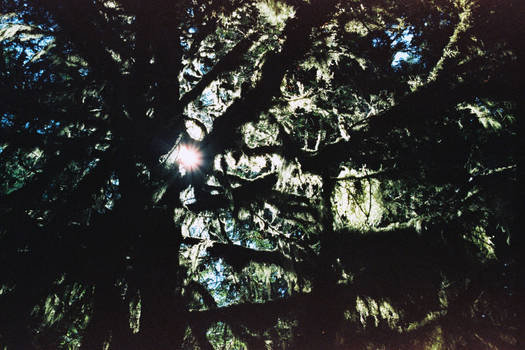 Sun through mossy pines