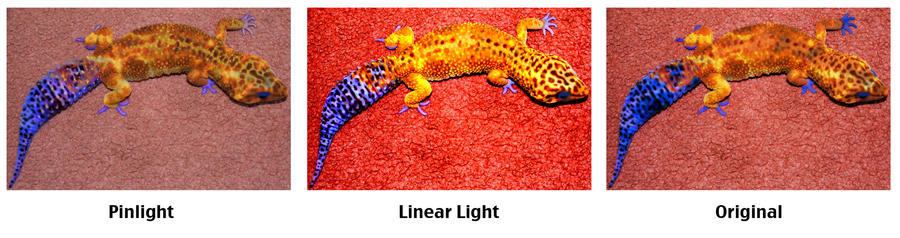 Gecko Morphing Comparison