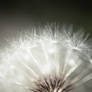 Dandelion Fluff MACRO