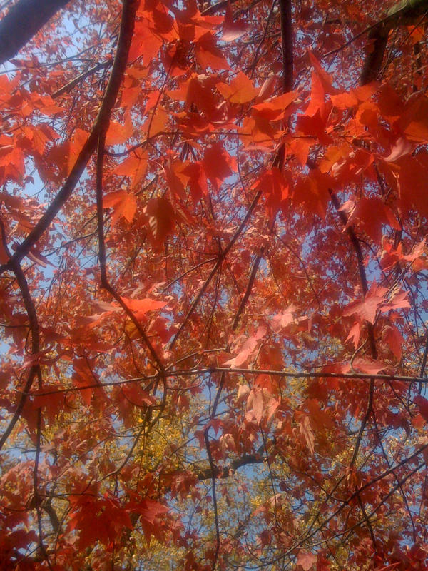 Ruby trees by Selestra on DeviantArt
