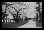 Blossom Path by PhotoPurist