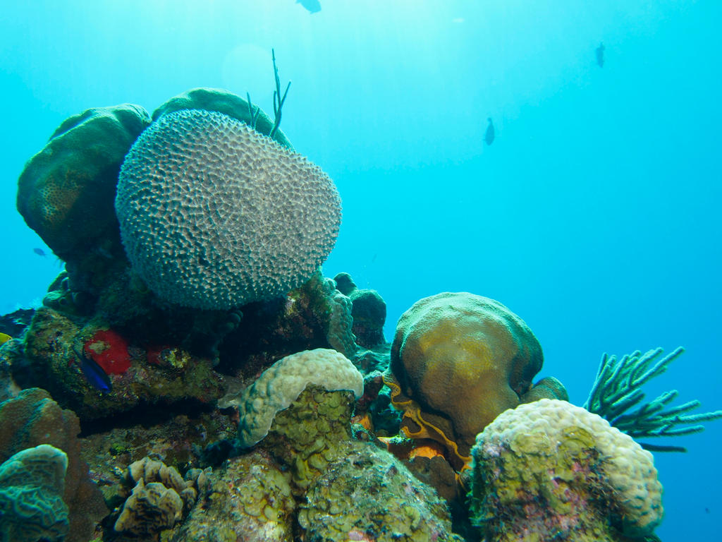 Coral head in the sun