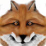 Fox :D