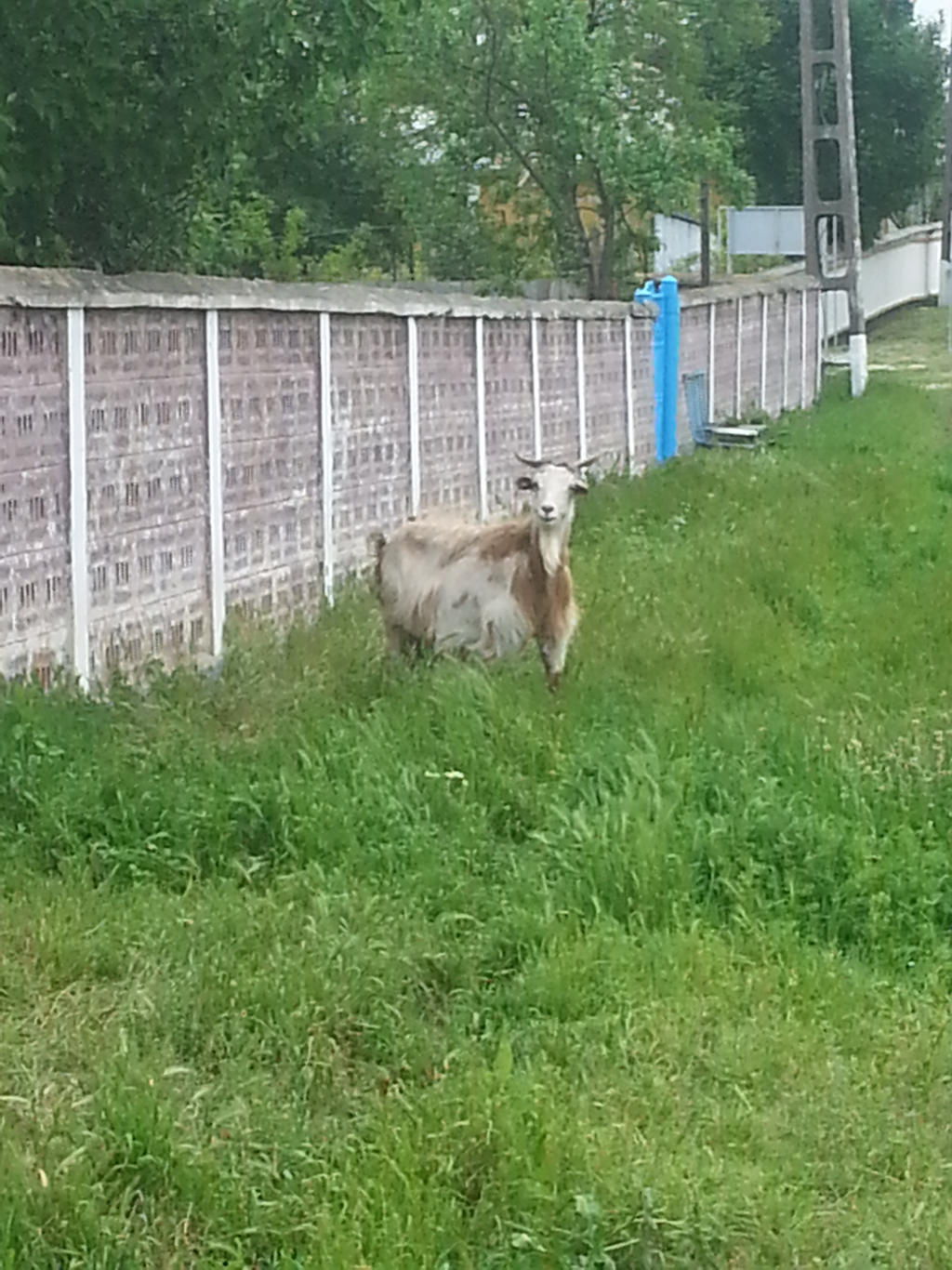 Random goat by TeoTheAnimeMaster on DeviantArt