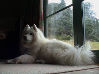 Samoyed