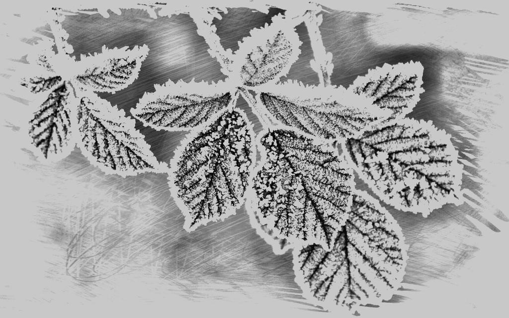 Frost Sketch Wallpaper By SakuraSketchArts On DeviantArt frost-sketch-wallpaper-by-sakurasketcharts-on-deviantart