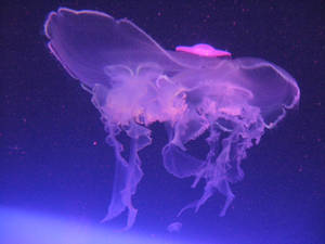 Kissing Jellyfish