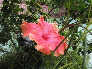 Hibiscus