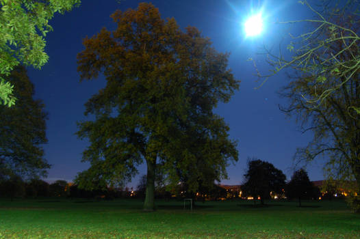 tree at midnight