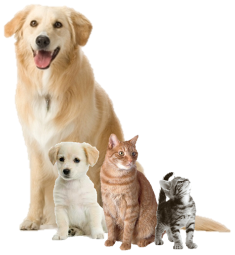 Dogs and cats png 2025