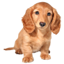 So cute dogy PNG