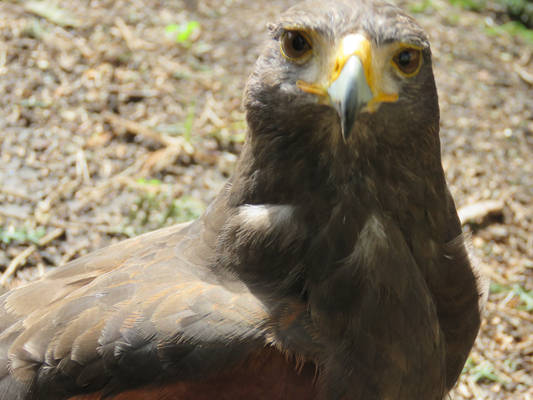 Black kite