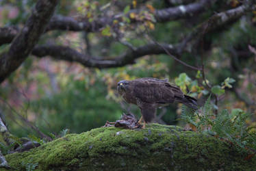 Buzzard with Kill