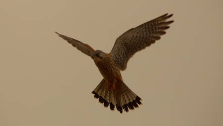 Kestrel on the hunt