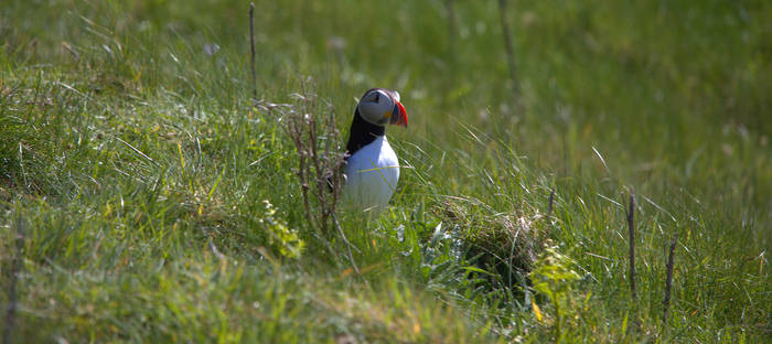 Puffin - Mingulay Island