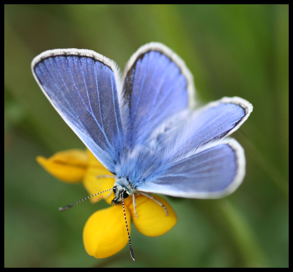 Cairngorms - Butterfly