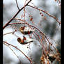 Snow Bunting