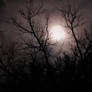 Moonlight Through Trees 7