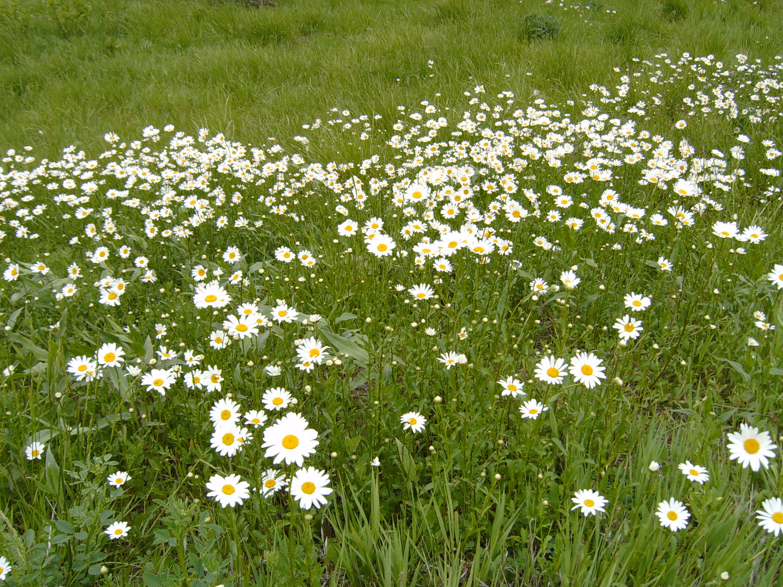 Flower Hillside 5