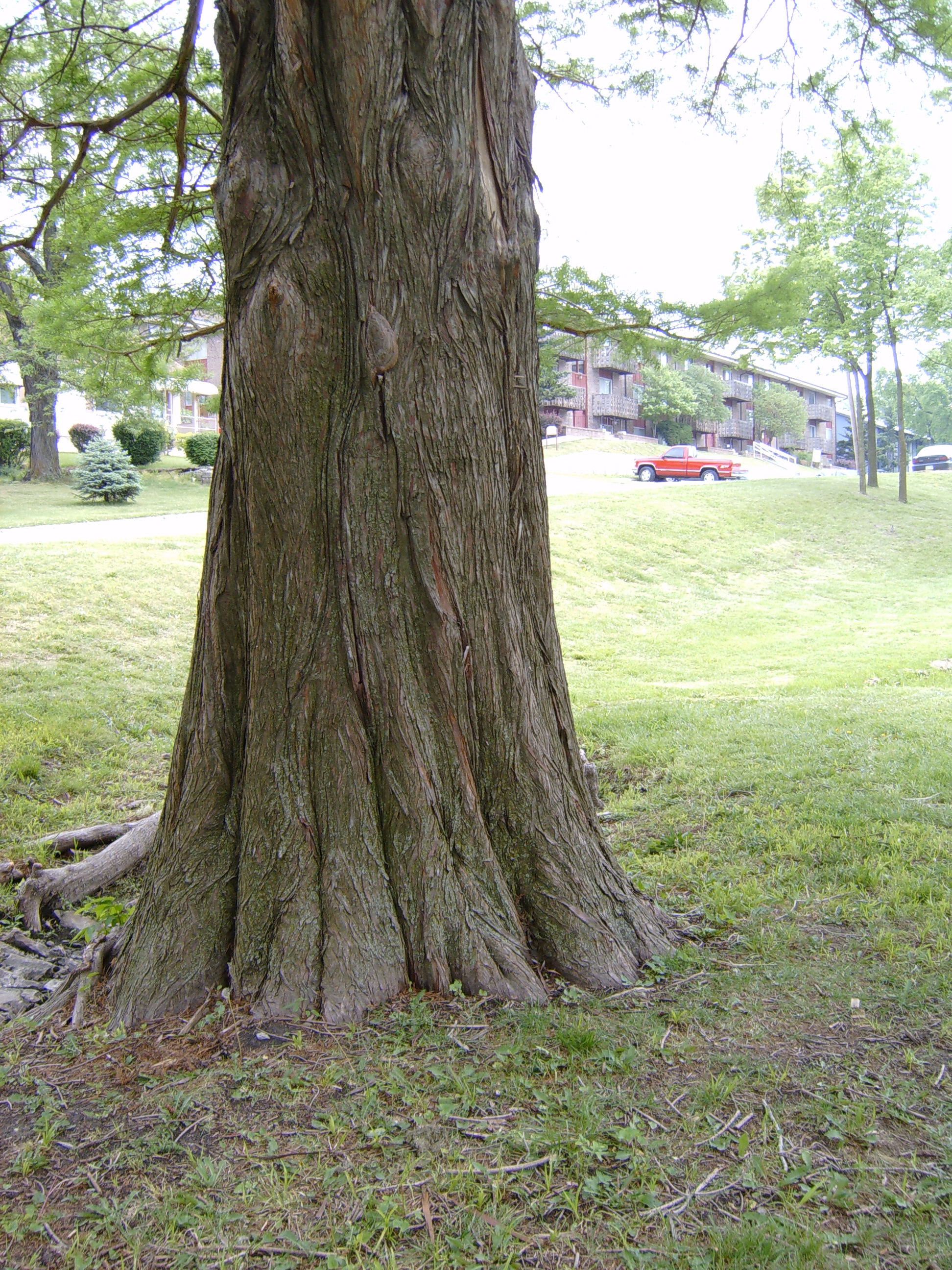 Old Tree 4