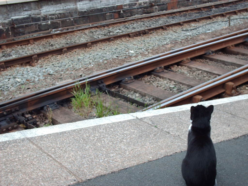 cat at train station