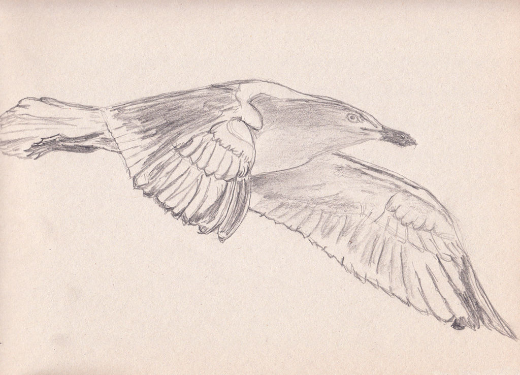 Lull Scetch Gull Sketch 3 by Lanzman on DeviantArt