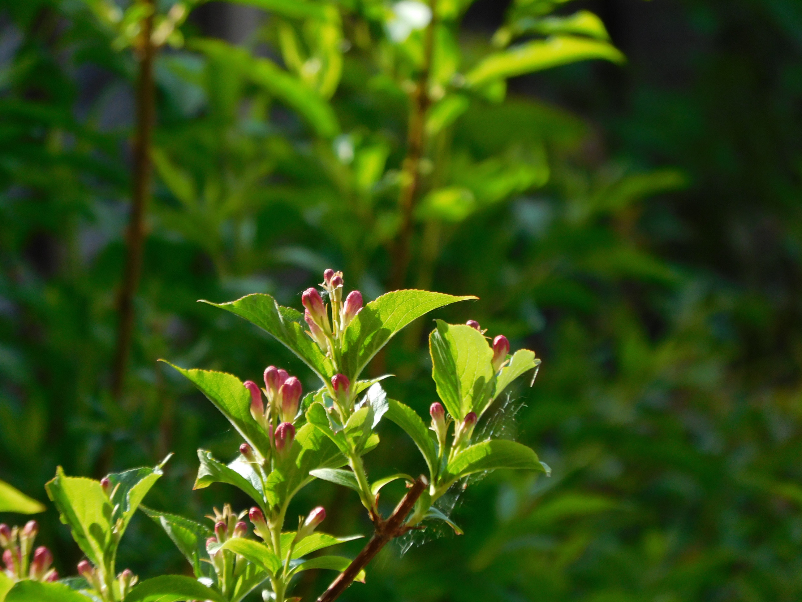 Spring blossom