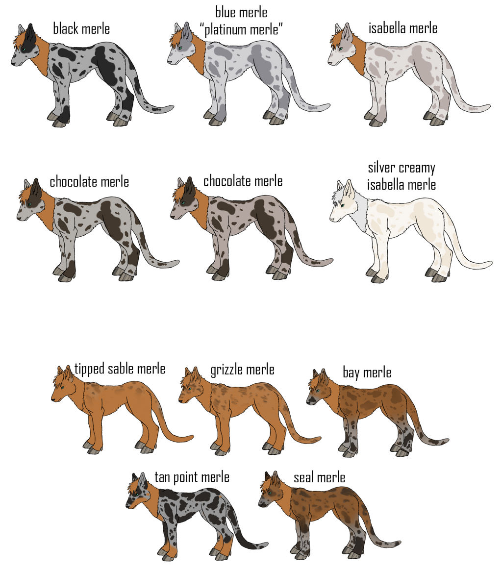 Merle Variations Genetics: Merle by Sakarri on DeviantArt
