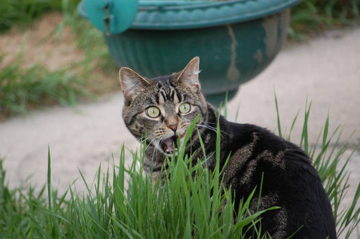 GRASS is Yum....