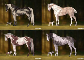 horses adopt [CLOSED]