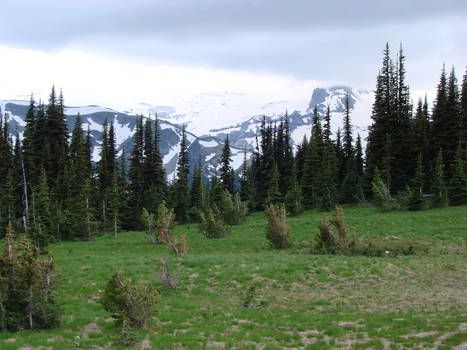 Alpine meadow