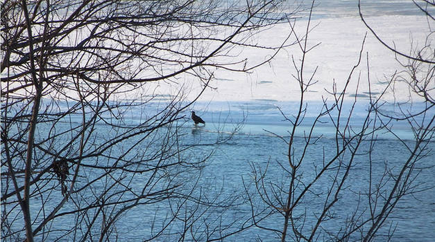 Immature Bald Eagle