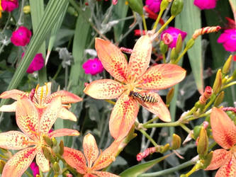 Belamcanda chinensis and Bee