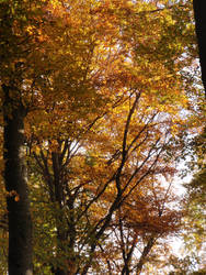 Autumn Forest XXVI