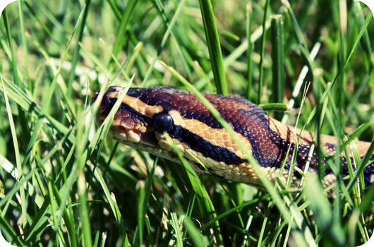 snake on a walk...