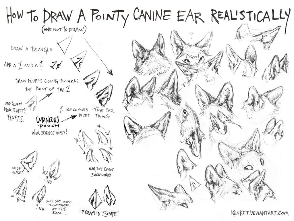 How to Draw Canine Ears Tutorial #1 by kenket on DeviantArt