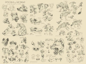 Spotted Hyena Studies / Tutorial