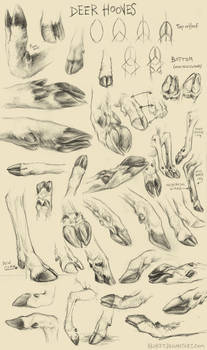 Deer Hoof Studies